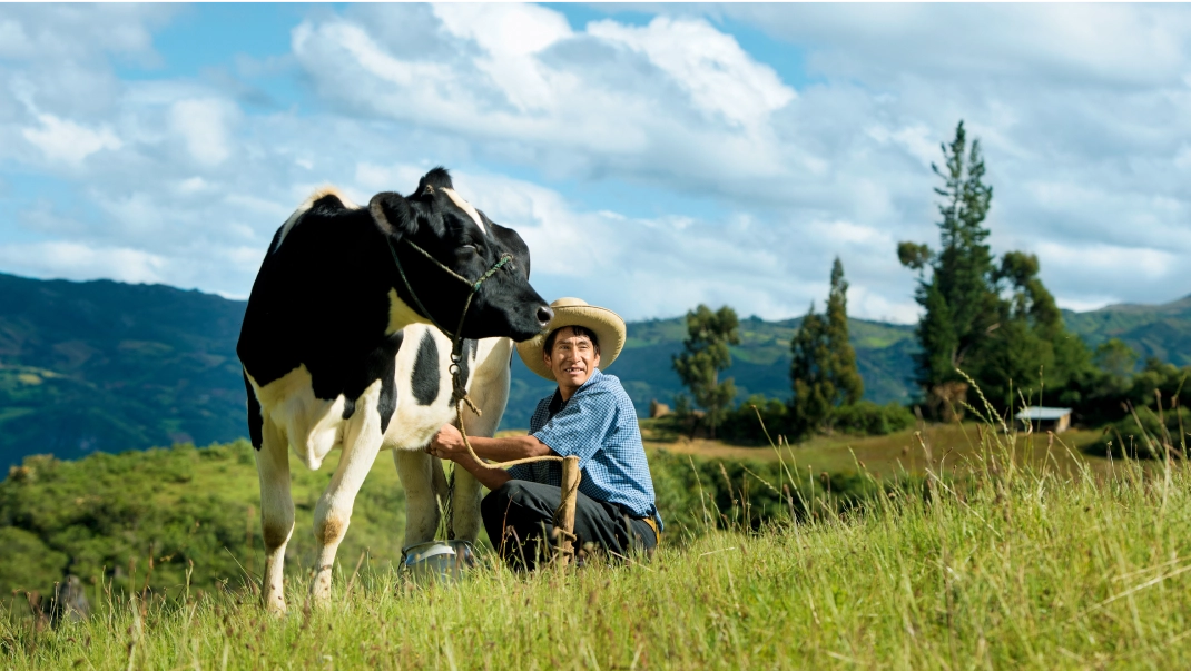 Farmer and cow on field